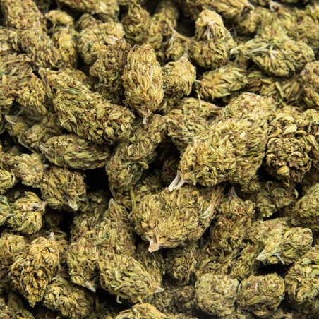 Super Skunk Indoor 10g Fleur CBD Kumo | Qualité Premium